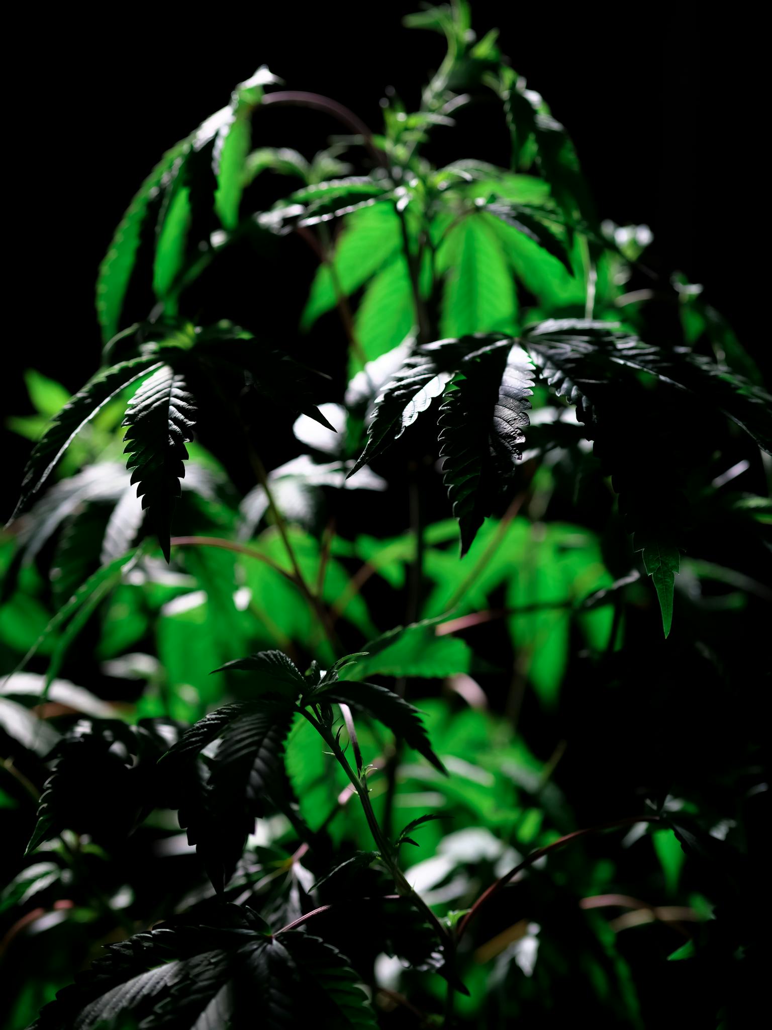 Lush cannabis leaves illuminated against a dark background, showcasing their vibrant green hues.